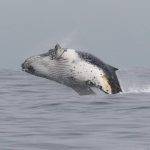 Greenpeace cuestiona retiro de 43 decretos ambientales y exige explicaciones al Gobierno