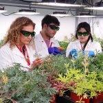 Ciencia y Agricultura Familiar Campesina: Cooperativa de Padre Las Casas se suma a la producción de proteína vegetal de alta gama