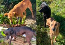 Arriesga sanciones: perritas en situación de abandono en la Región de Los Lagos son vinculadas a su dueña por microchip